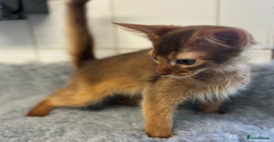 Abyssinian cats - Advert 7