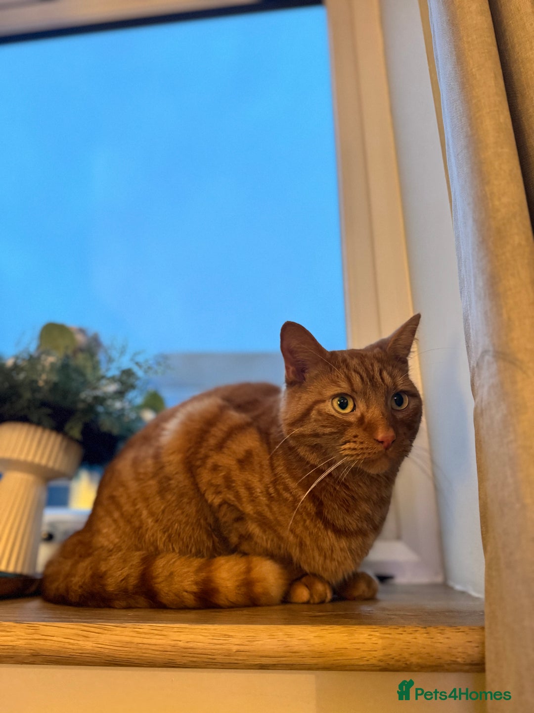 Domestic Shorthair cats for sale: Looking for a caring forever home  - Advert 3