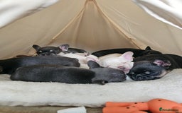 French Bulldog dogs for sale: Georgous french bulldogs for sale  - Image 9