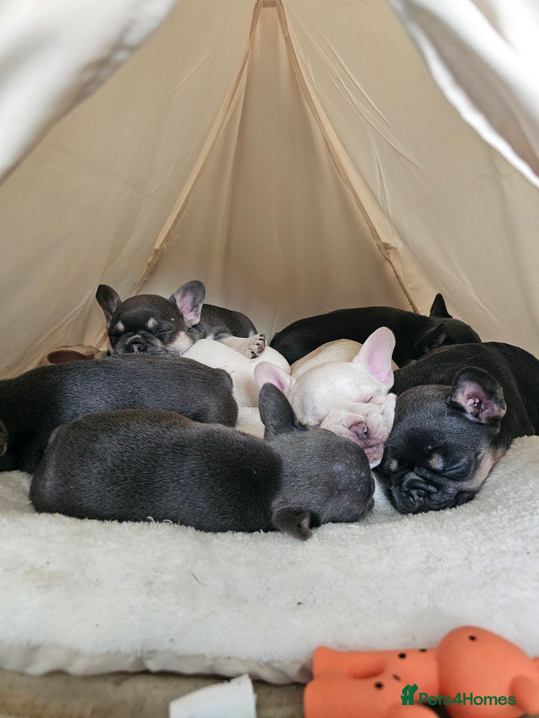 French Bulldog dogs for sale: Georgous french bulldogs for sale  - Image 9