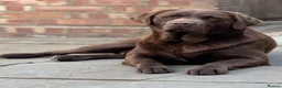 Labrador Retriever dogs for stud: Exceptional Chocolate Labrador FOR STUD in Bedford - Advert 9