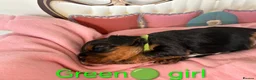 Cavalier King Charles Spaniel dogs for sale: Health Tested Cavalier King Charles  - Advert 18