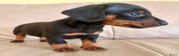 Miniature Dachshund dogs for sale: Cutie Beauty Miniature Dachshund Puppies in Nottingham - Advert 2