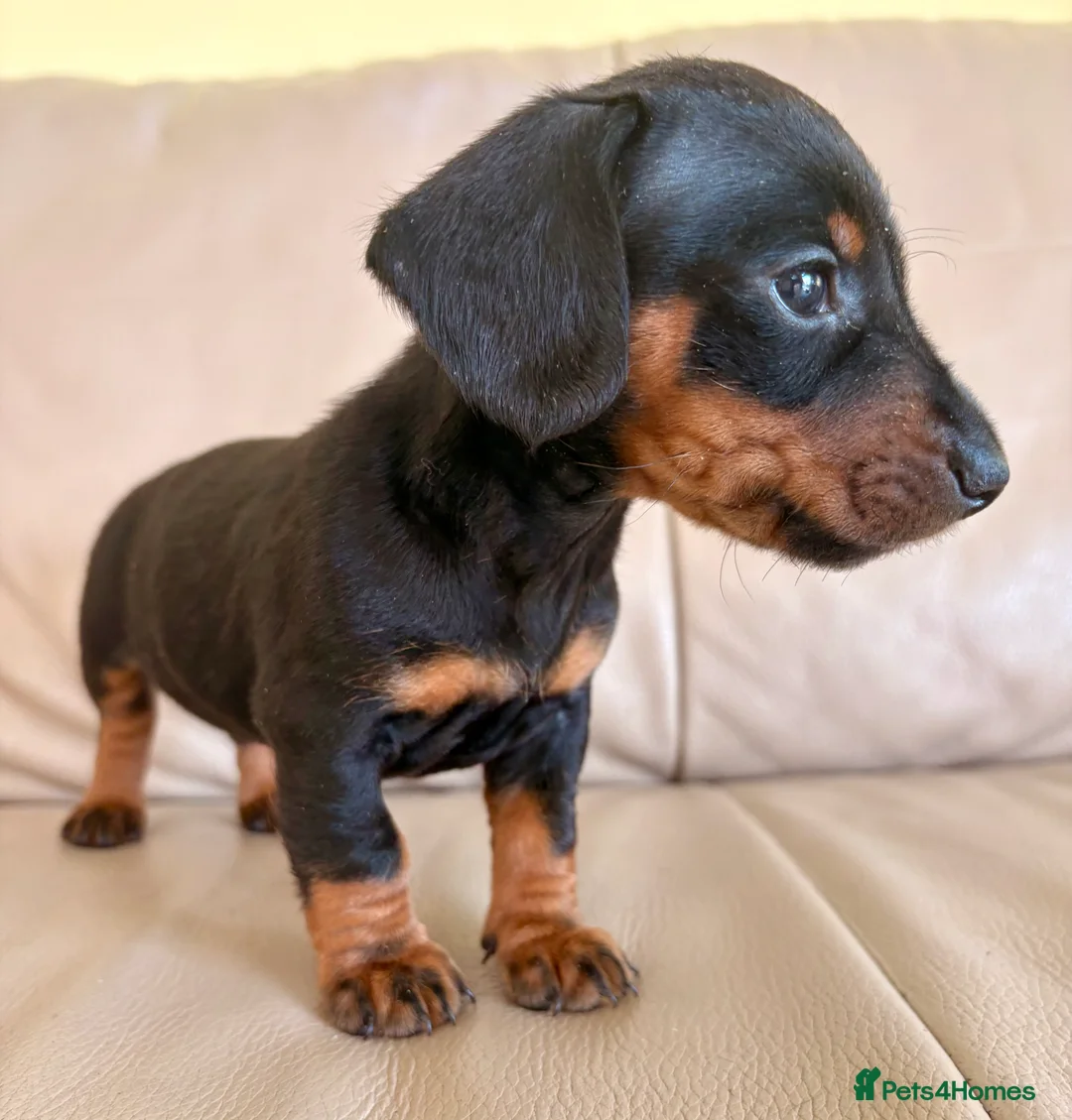 Miniature Dachshund dogs for sale: Cutie Beauty Miniature Dachshund Puppies in Nottingham - Advert 2