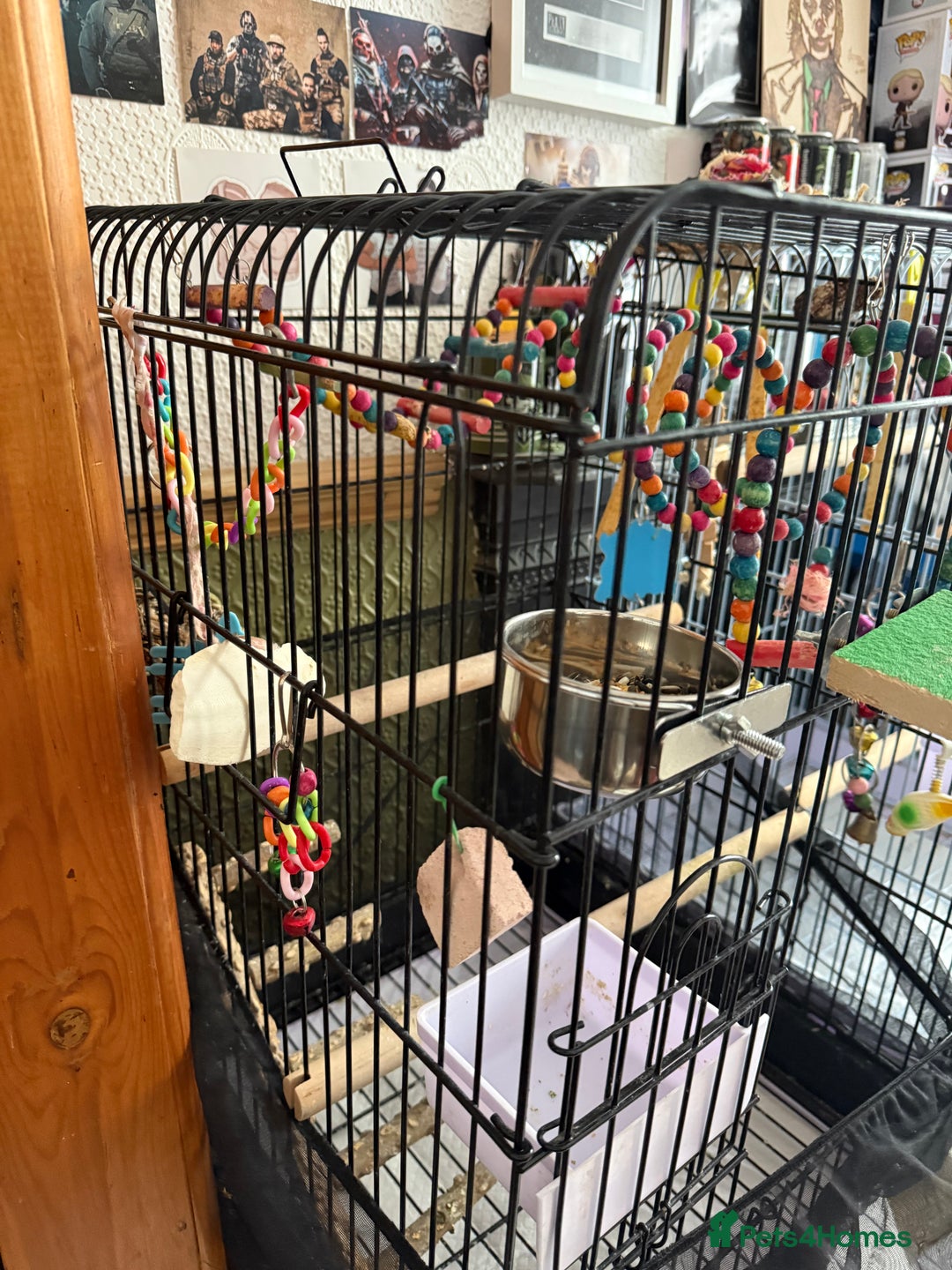 Cockatiels birds for sale: Two female cockatiels. Roughly a year old each - Image 6