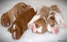 Cavapoo dogs for sale: 🌟Rare F1b Reverse Cavapoo(3/4 Cavalier1/4 Poodle) - Image 8
