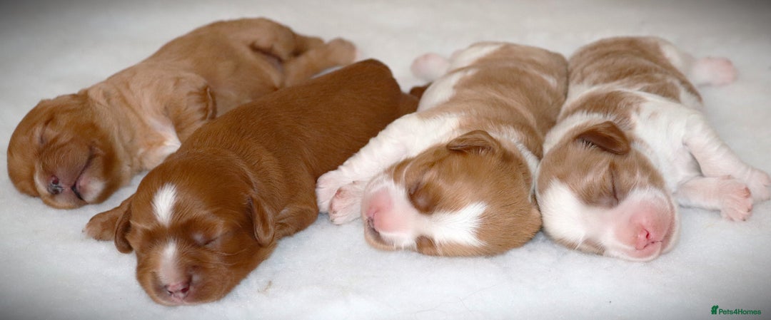 Cavapoo dogs for sale: 🌟Rare F1b Reverse Cavapoo(3/4 Cavalier1/4 Poodle) - Image 8