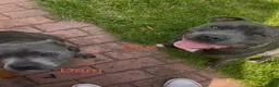 Staffordshire Bull Terrier dogs for sale: KC-Quality,Champion Bloodline,Blue Staffy Pups - Advert 37