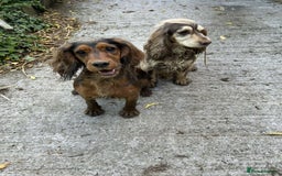 Cocker Spaniel dogs for sale: Cocker spaniel puppies for sale.  - Image 2