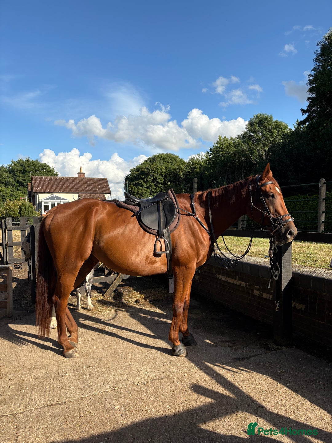 English Thoroughbred horses for sale: Five winds bunny b  - Image 13