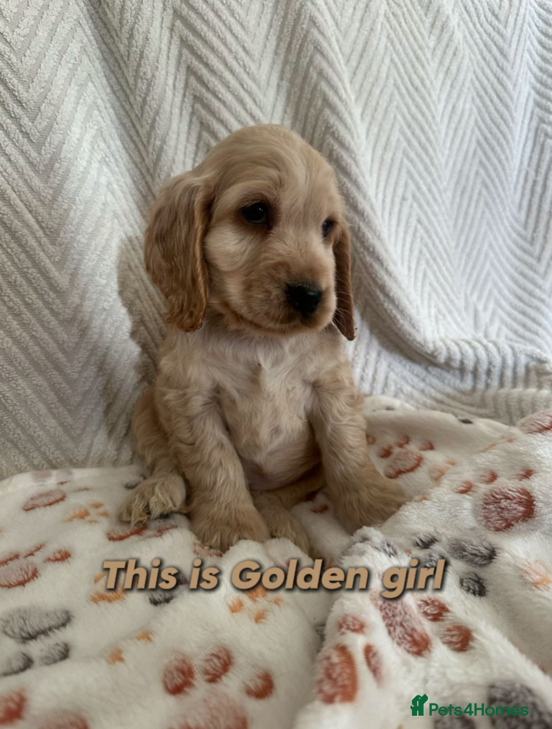 Cocker Spaniel dogs for sale: Show cocker Spaniel puppies ready to leave now - Advert 15