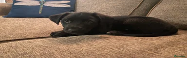 Borador Puppy 2