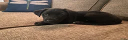 Borador dogs for sale: Borador pups with a bit of kelpie too! - Advert 2