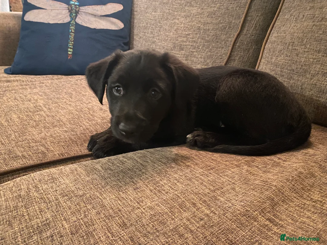 Borador dogs for sale: Borador pups with a bit of kelpie too! - Advert 2