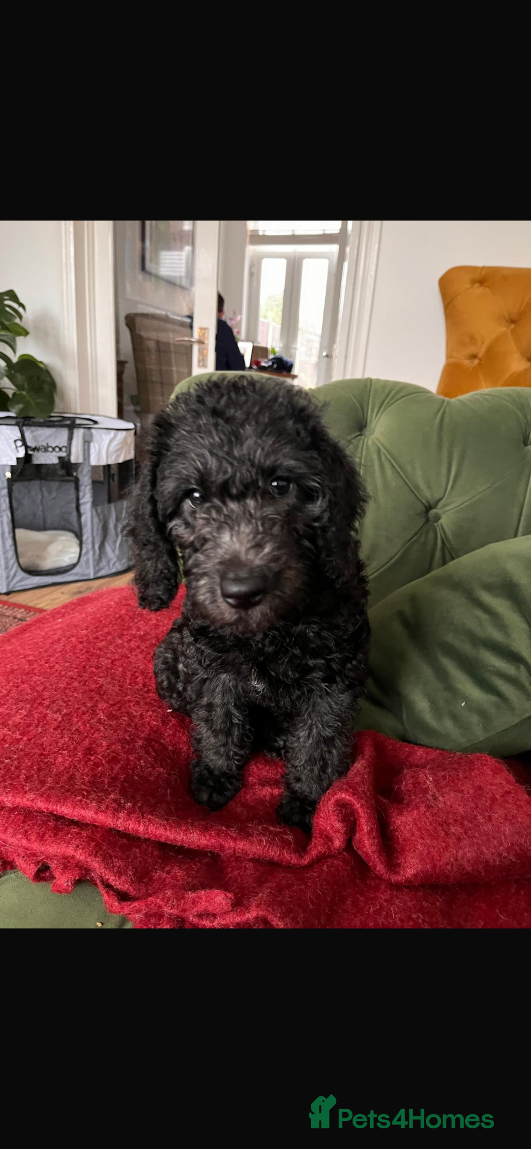Mixed Breed dogs for sale: COCKERPOO/BEDLINGTON GIRL PUPPY!!!❤️ - Advert 2