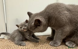 British Shorthair cats for sale: GCCF registered blue tortoise female kitten - Image 8