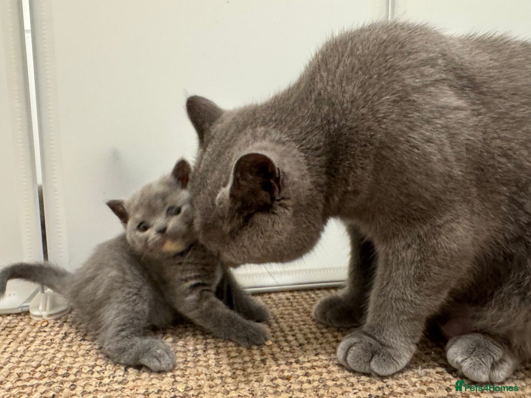 British Shorthair cats for sale: GCCF registered blue tortoise female kitten - Image 8