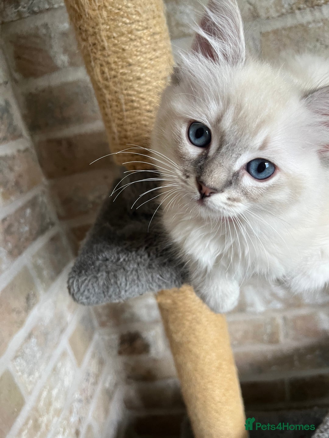 Ragdoll cats for sale: One female Ragdoll left  in Cambridge - Image 3