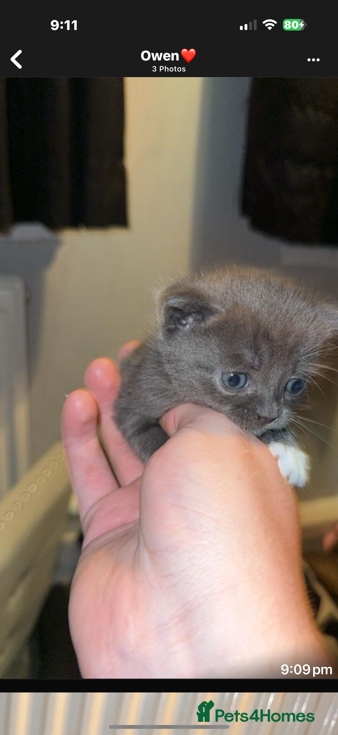 British Shorthair cats for sale: British short hair x domestic kittens  - Image 13