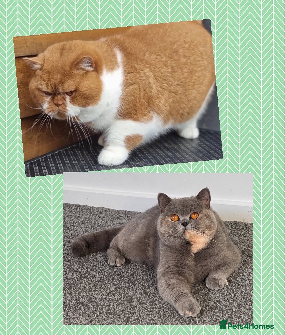 British Shorthair cats TICA CH Parents beautiful cream kitten male . - Advert 5