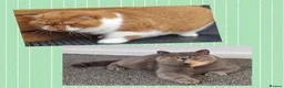 British Shorthair cats for sale: TICA CH Parents beautiful cream kitten male . - Advert 1