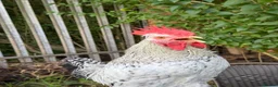 Chickens poultry for sale: Cream legbar rooster - Advert 2