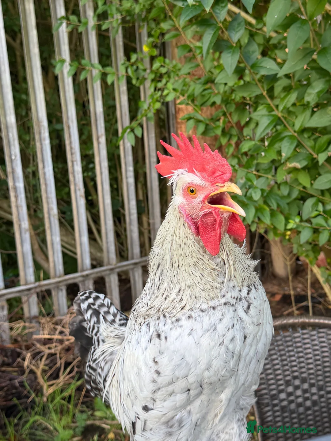 Chickens poultry for sale: Cream legbar rooster - Advert 2