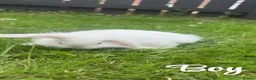 Mini Lion Lop rabbits for sale: Beautiful fluffy baby bunnies in Durham - Advert 7