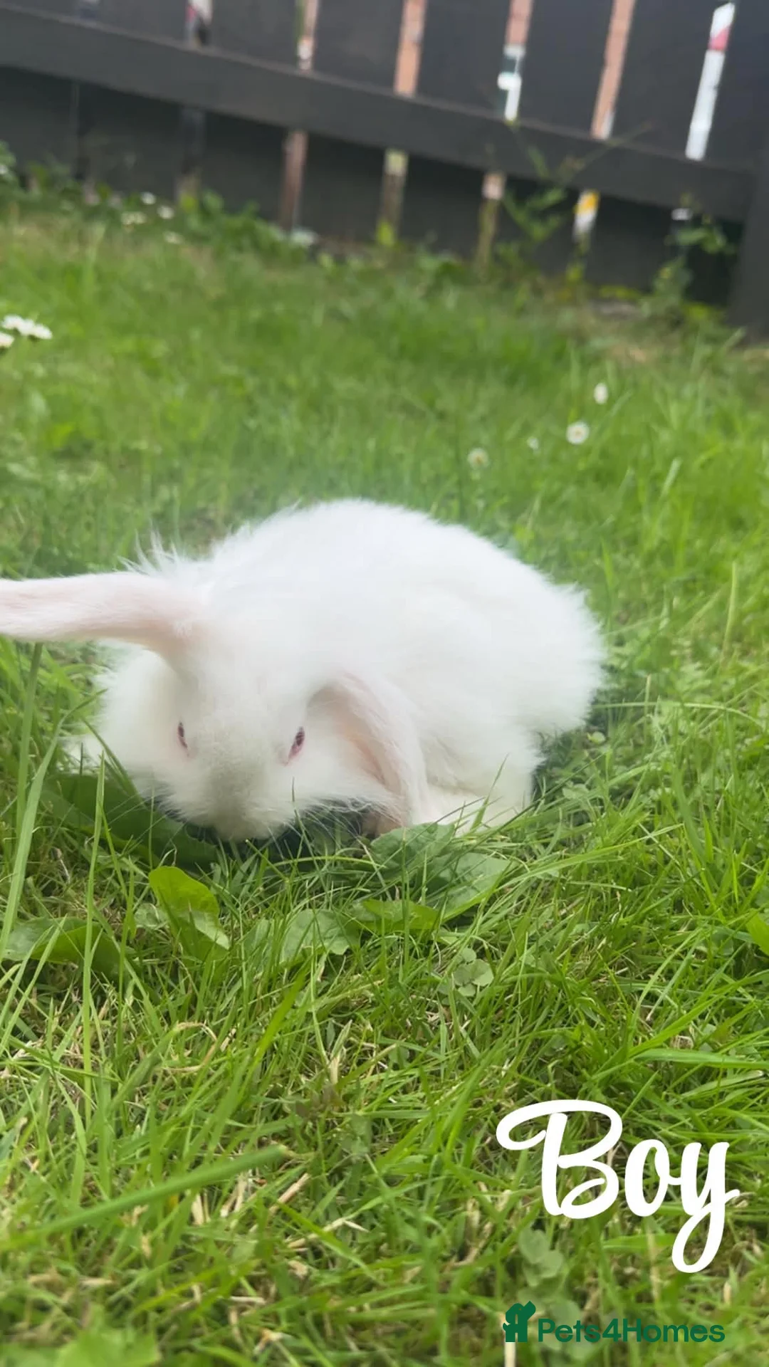 Mini Lion Lop rabbits for sale: Beautiful fluffy baby bunnies - Advert 2