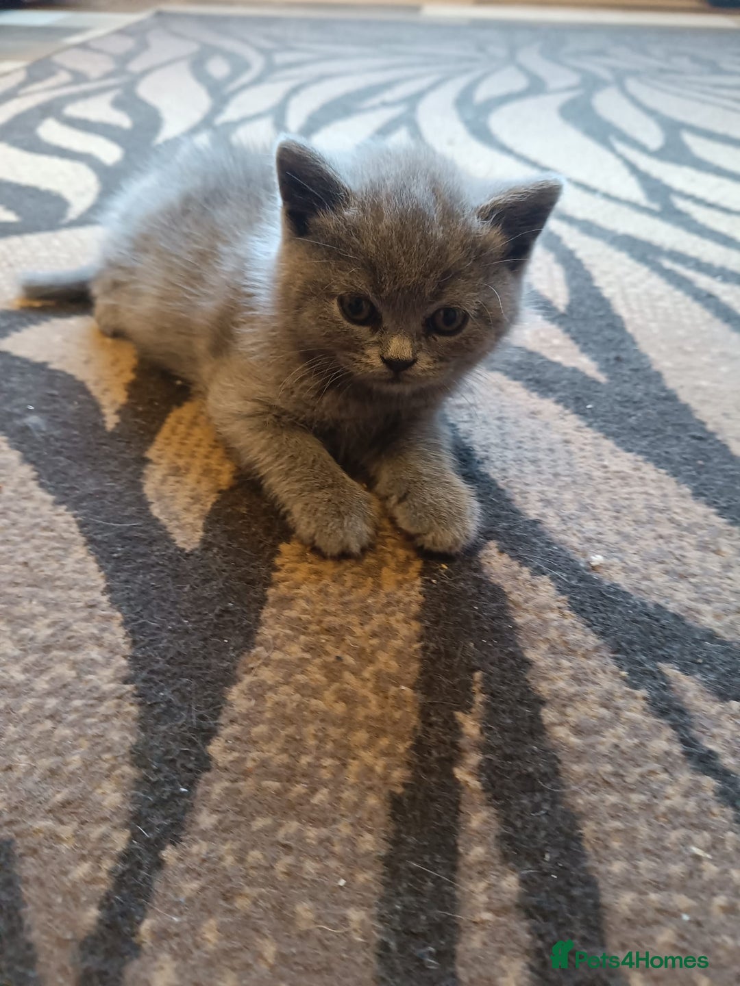 Scottish Fold cats for sale: Scottish Fold Kittens - Advert 6