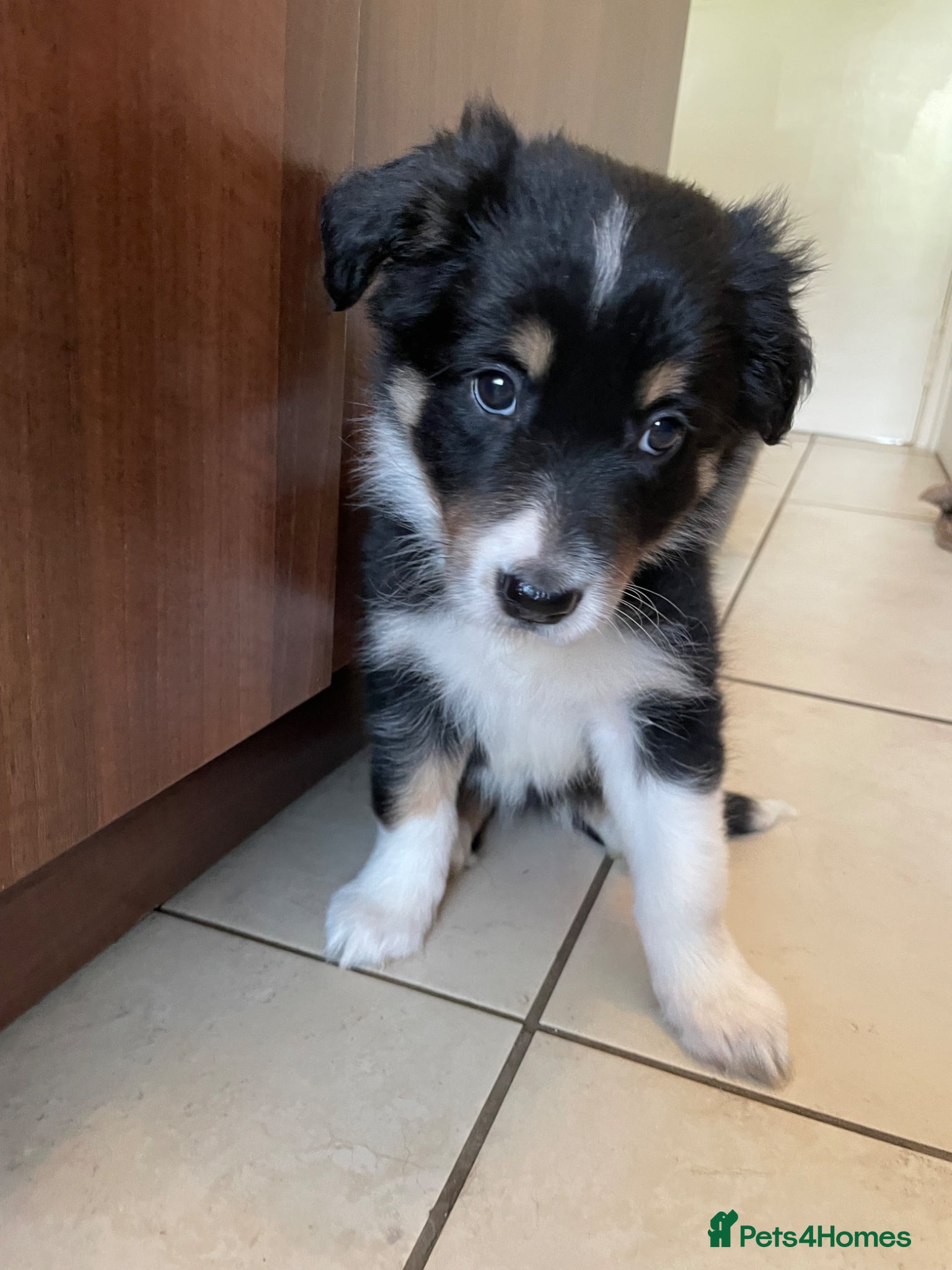 Australian Shepherd dogs Australian Shepherd Dogs  - Advert 2