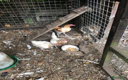 Chickens poultry for sale: PURE BRED PILE OLD ENGLISH GAME - Image 2