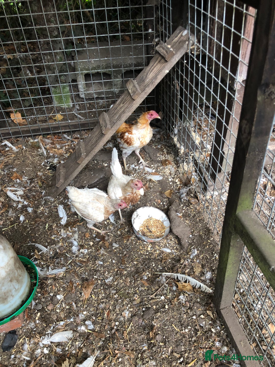 Chickens poultry for sale: PURE BRED PILE OLD ENGLISH GAME - Image 2