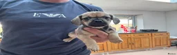 Mixed Breed dogs for sale: Stunning pug x dachshund  in Liskeard - Advert 21