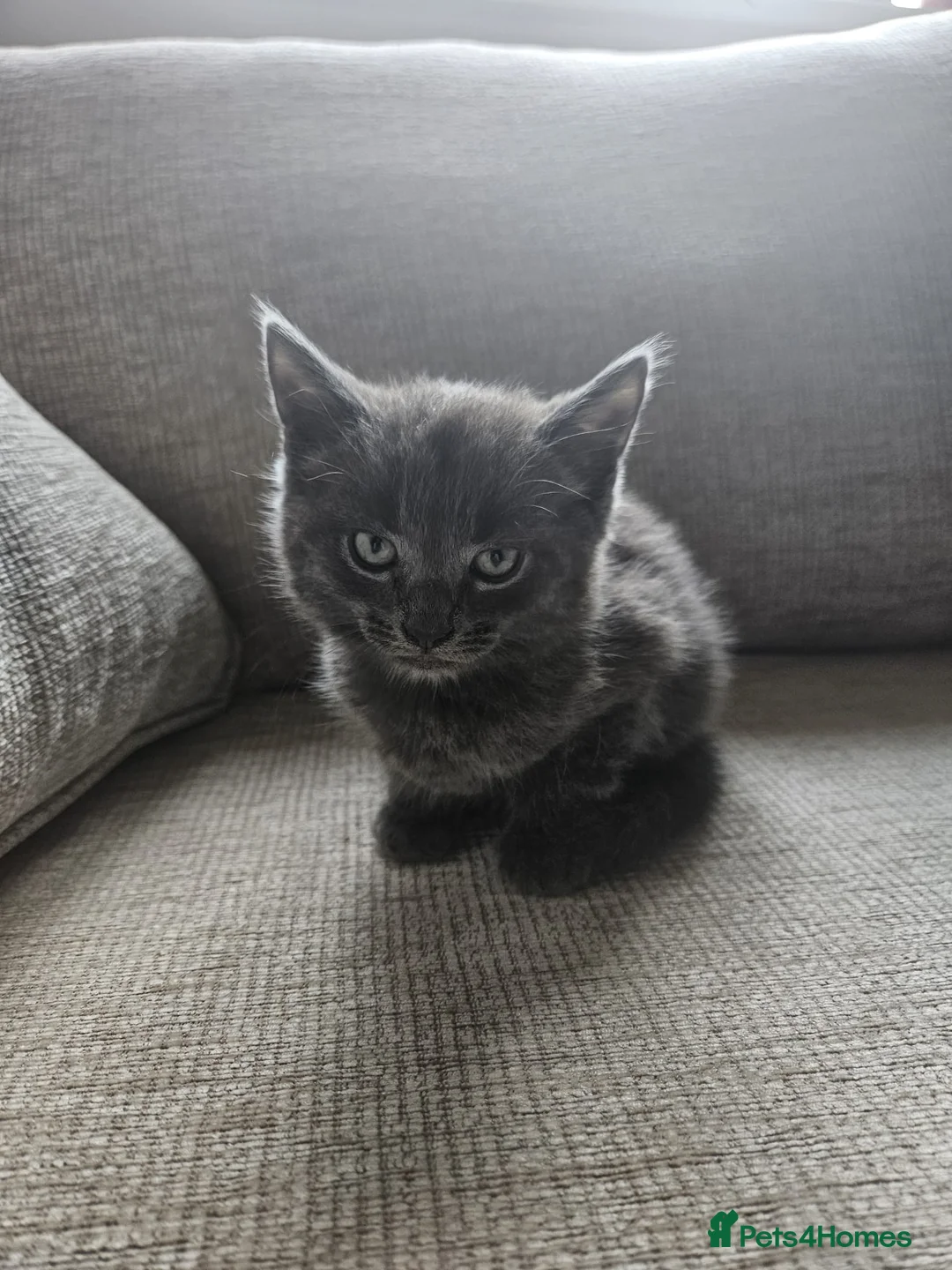 Mixed Breed cats for sale: Two male kittens blue/grey - Advert 2