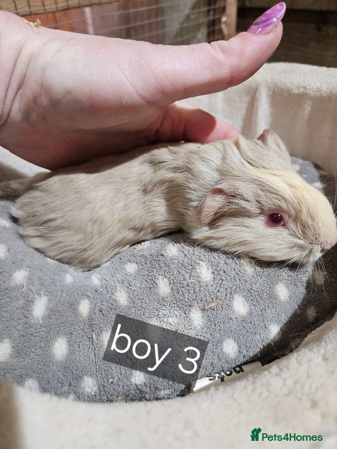 Guinea Pig rodents for sale: Baby boy guinea pigs ready now - Advert 5