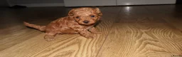Maltipoo dogs for sale: 🐶 Stunning Brown/Red F1B Maltipoo Puppies ❤️ in Luton - Advert 11