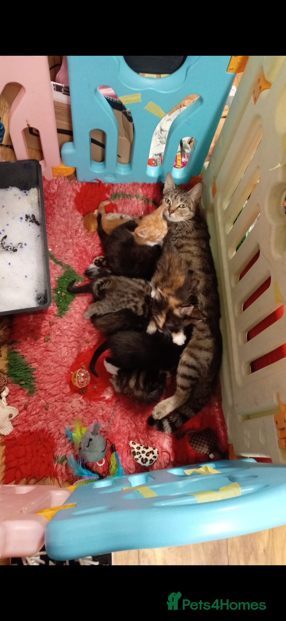 Mixed Breed cats Beautiful litter - Advert 2