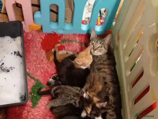 Mixed Breed cats Beautiful litter - Advert 2