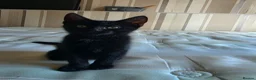 Domestic Shorthair cats for sale: ×2 Black (M) Kittens fully vax flead and dewormed - Advert 3