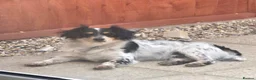 Jack Russell dogs for sale: **outstanding jack russell pups** in Poole - Advert 13