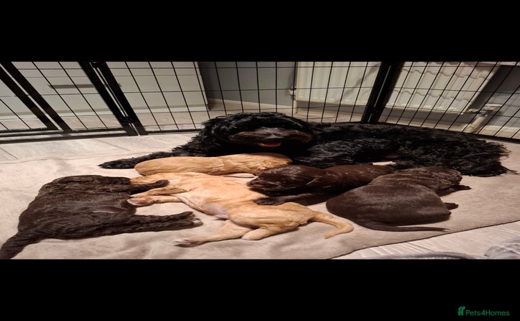 Cockapoo dogs - Advert 2