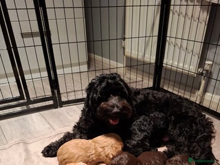 Cockapoo dogs - Advert 9