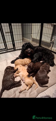 Cockapoo dogs - Advert 2