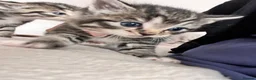Mixed Breed cats for sale: Ragdoll X kittens REDUCED** - Advert 22
