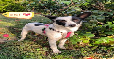 Mixed Breed dogs - Advert 1