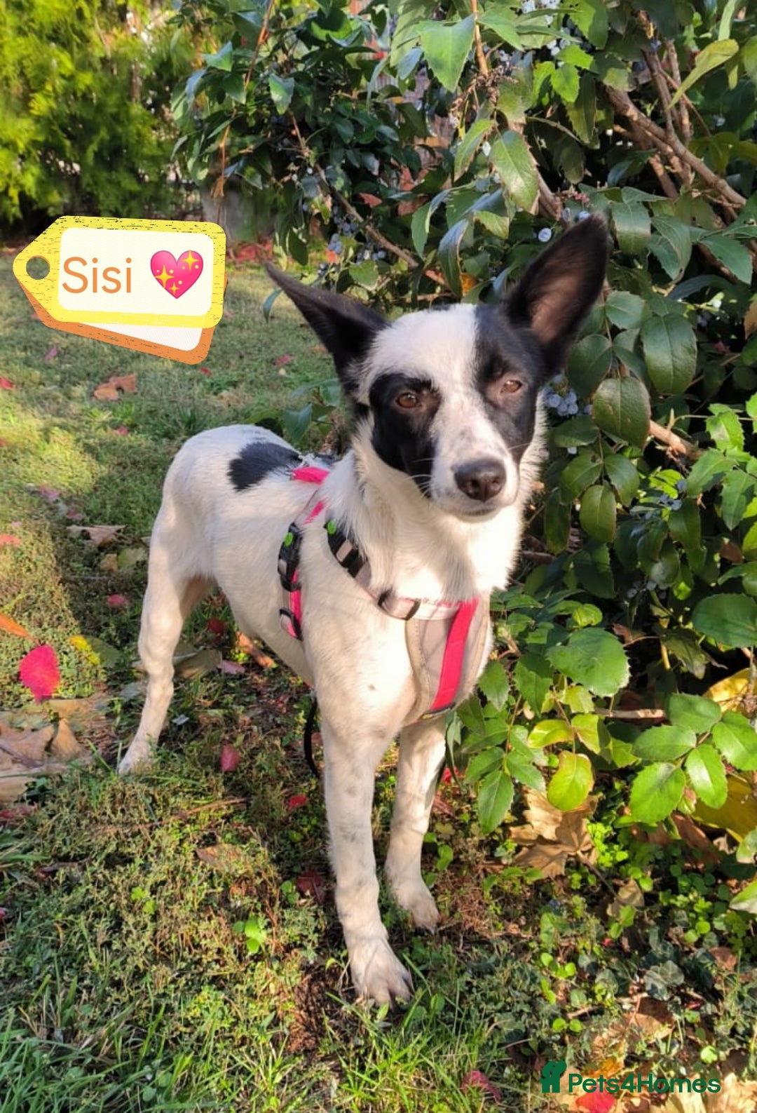 Mixed Breed dogs for adoption: 💖🐶 SISI 🐶💖 - Image 2