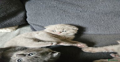 Scottish Fold cats in Peterborough - Advert 2