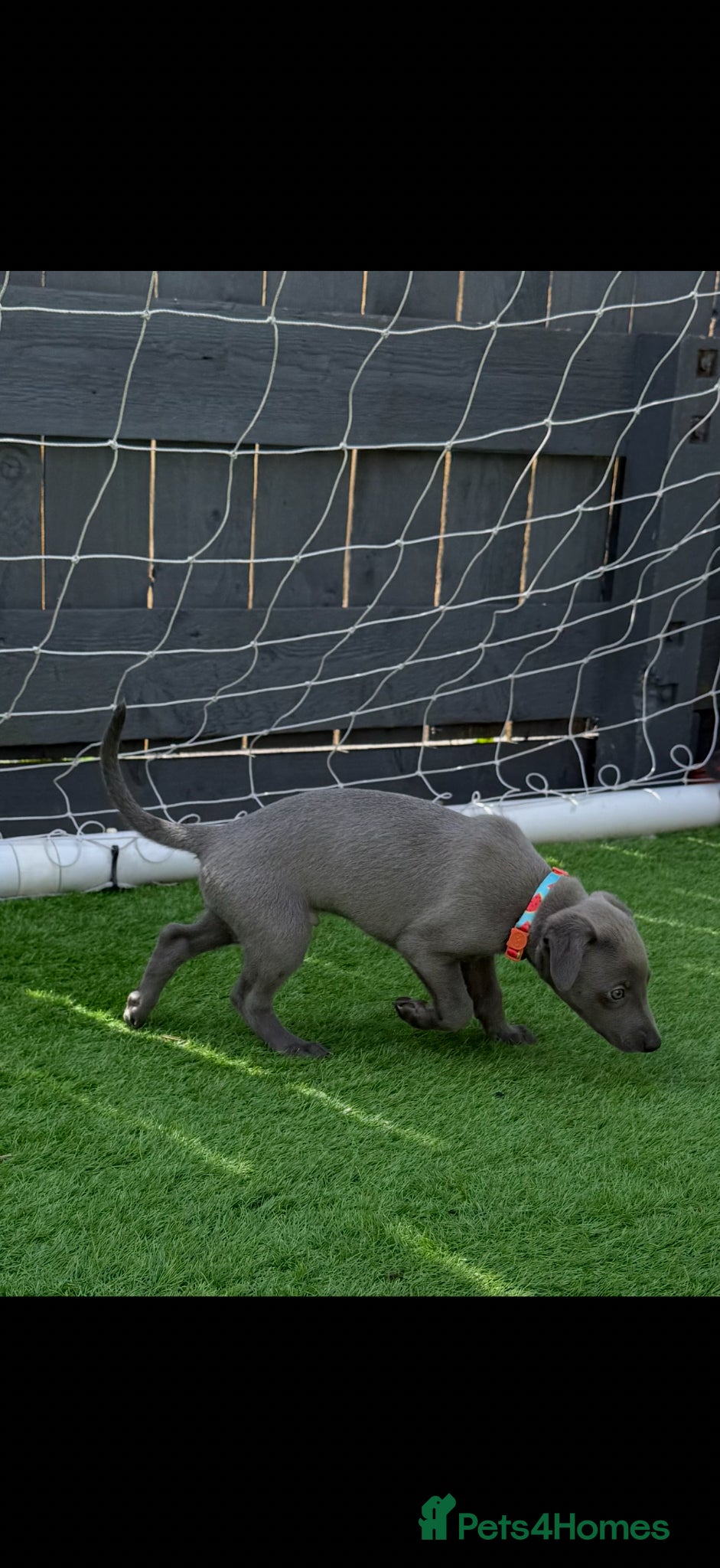 Whippet dogs QUALITY KC BLUE WHIPPET PUPPIES 🔵 - Advert 10