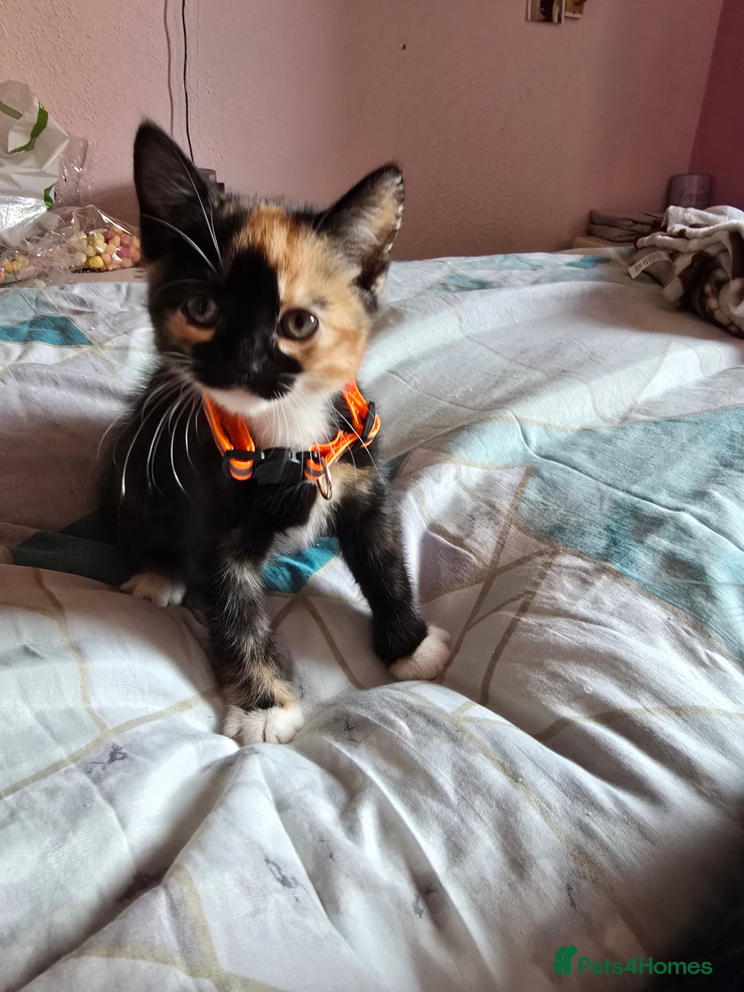 Mixed Breed cats for sale: Stunning, active kittens - Image 4